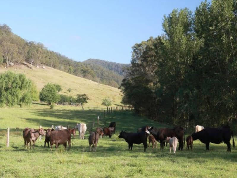 Cedar Creek Cottages Millfield Bagian luar foto